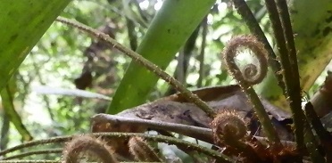 BIODIVERSIDAD
